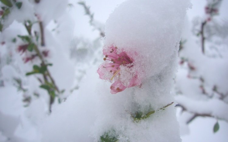 цветы, снег, природа, цветение, фон, весна, flowers, snow, nature, flowering, background, spring