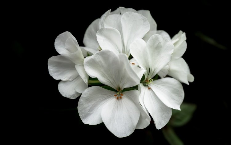 природа, цветок, белый, черный фон, герань, флора, nature, flower, white, black background, geranium, flora