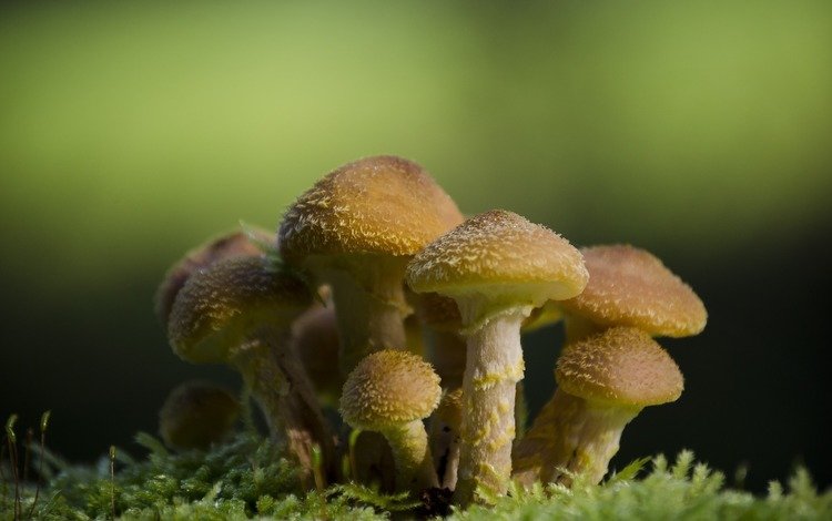 природа, макро, фон, грибы, гриб, мох, опята, nature, macro, background, mushrooms, mushroom, moss