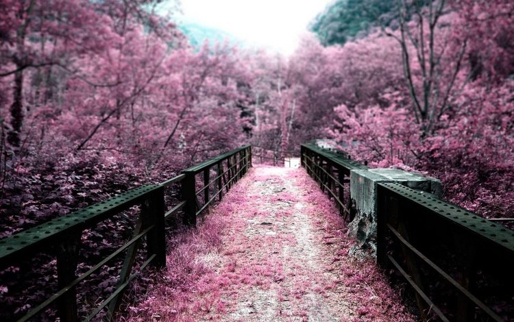 деревья, цветение, мост, япония, весна, сакура, trees, flowering, bridge, japan, spring, sakura