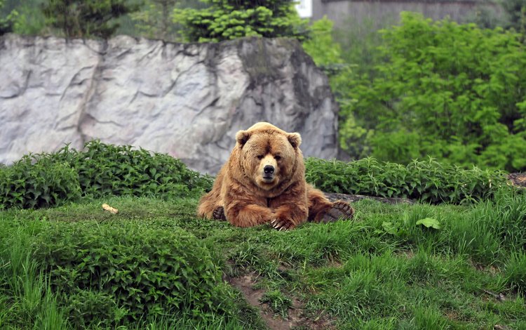 медведь, bear