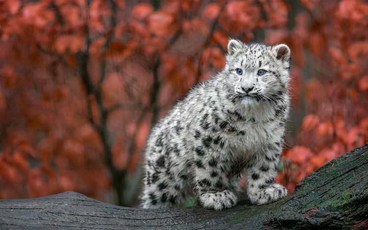 осень, хищник, большая кошка, снежный барс, ирбис, детеныш, autumn, predator, big cat, snow leopard, irbis, cub
