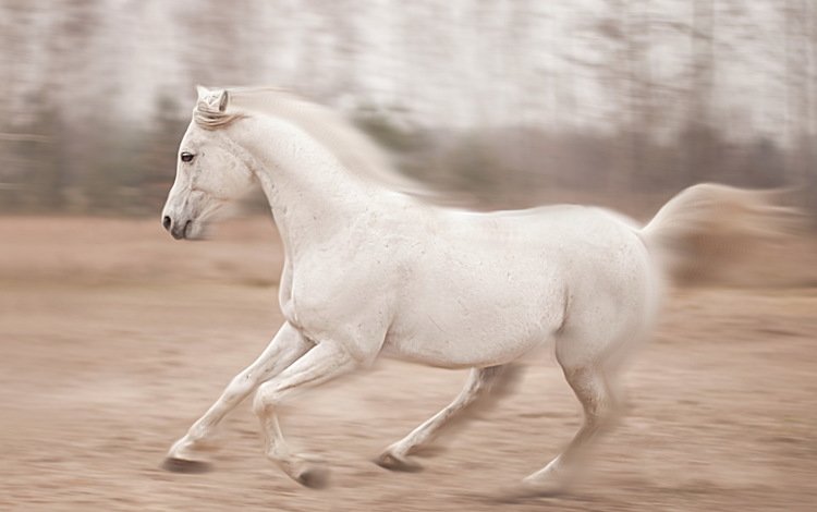 лошадь, белый, конь, грива, бег, скачет, horse, white, mane, running, jump