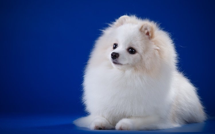 глаза, мордочка, взгляд, белый, собака, порода, шпиц, eyes, muzzle, look, white, dog, breed, spitz