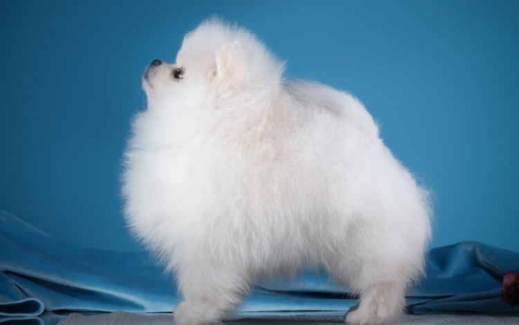 белый, собака, профиль, шпиц, white, dog, profile, spitz
