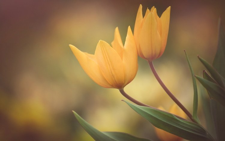 бутоны, фон, лепестки, весна, тюльпаны, дуэт, жёлтые тюльпаны, buds, background, petals, spring, tulips, duo, yellow tulips
