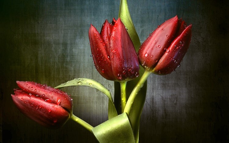 цветы, бутоны, капли, красные, тюльпаны, трио, flowers, buds, drops, red, tulips, trio