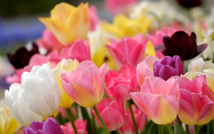 цветы, бутоны, разноцветные, весна, тюльпаны, flowers, buds, colorful, spring, tulips