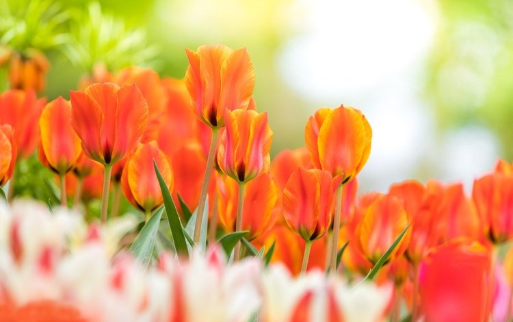цветы, бутоны, весна, тюльпаны, боке, flowers, buds, spring, tulips, bokeh
