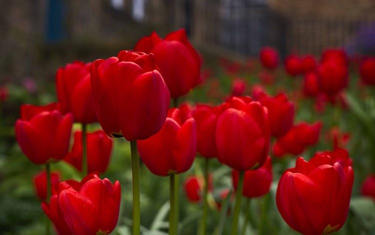 цветы, бутоны, весна, тюльпаны, красные тюльпаны, flowers, buds, spring, tulips, red tulips