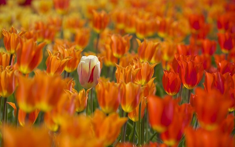 цветы, бутоны, весна, тюльпаны, много, боке, flowers, buds, spring, tulips, a lot, bokeh