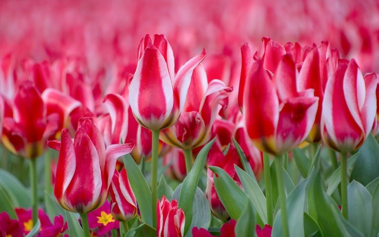 цветы, бутоны, весна, тюльпаны, примула, flowers, buds, spring, tulips, primula