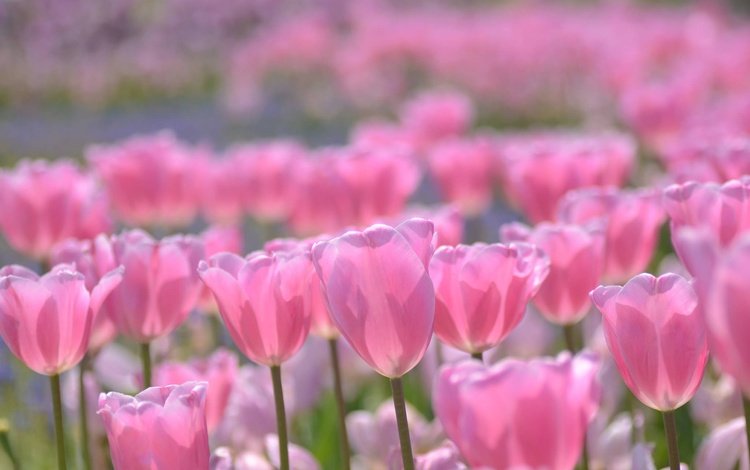 цветение, бутоны, весна, тюльпаны, розовые, боке, flowering, buds, spring, tulips, pink, bokeh