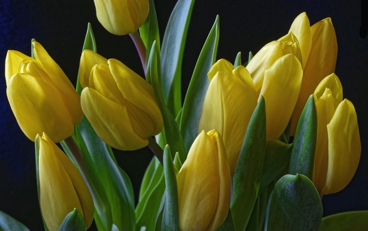 цветы, бутоны, черный фон, тюльпаны, желтые, flowers, buds, black background, tulips, yellow