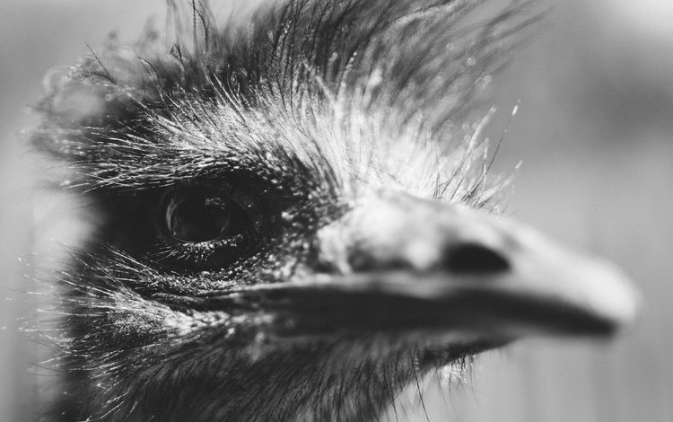 чёрно-белое, птица, клюв, глаз, голова, страус, black and white, bird, beak, eyes, head, ostrich