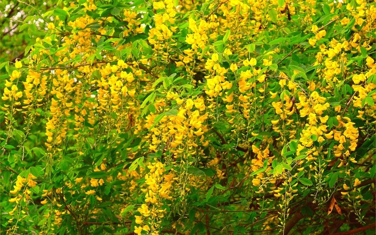 цветение, весна, акация, желтые цветы, flowering, spring, acacia, yellow flowers