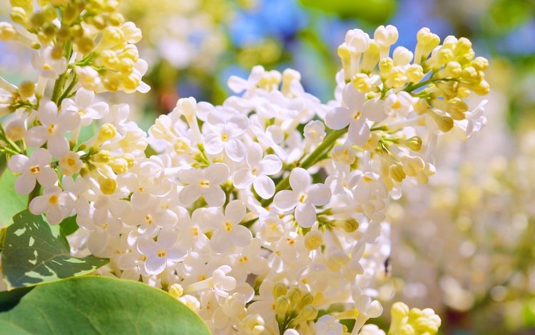 цветение, весна, белая, сирень, flowering, spring, white, lilac