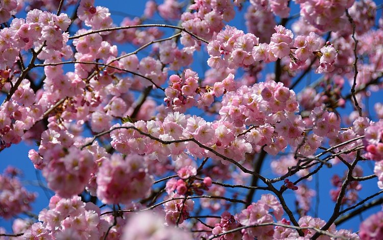 небо, цветение, весна, сакура, the sky, flowering, spring, sakura