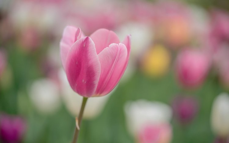 цветок, лепестки, весна, розовый, тюльпан, flower, petals, spring, pink, tulip