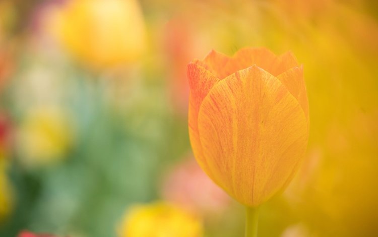 цветок, лепестки, размытость, тюльпан, flower, petals, blur, tulip