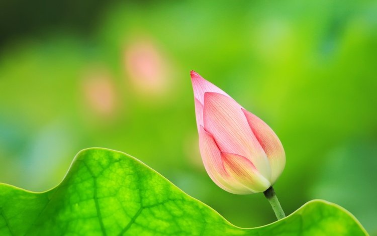 природа, фон, цветок, лист, бутон, лотос, nature, background, flower, sheet, bud, lotus