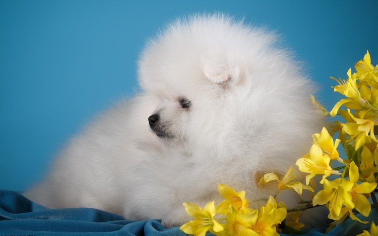 цветы, белый, собака, щенок, милый, шпиц, flowers, white, dog, puppy, cute, spitz