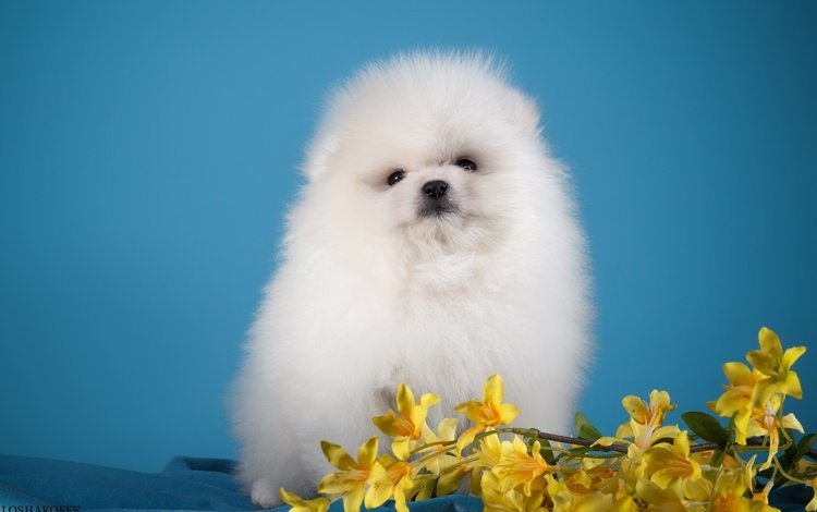глаза, цветы, мордочка, взгляд, белый, собака, щенок, шпиц, eyes, flowers, muzzle, look, white, dog, puppy, spitz