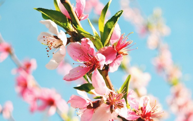 цветы, цветение, макро, весна, ветвь, персиковое дерево, flowers, flowering, macro, spring, branch, peach tree
