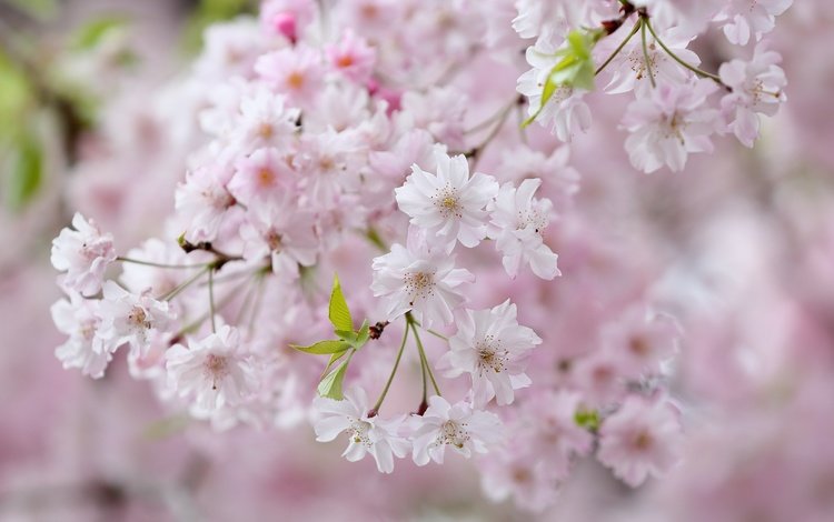 цветы, цветение, ветки, весна, вишня, сакура, flowers, flowering, branches, spring, cherry, sakura