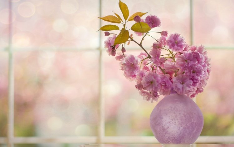 цветы, цветение, веточка, вишня, сакура, окно, ваза, flowers, flowering, sprig, cherry, sakura, window, vase