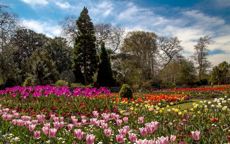 цветы, деревья, великобритания, разноцветные, сад, тюльпаны, уэльс, botanic gardens, swansea, flowers, trees, uk, colorful, garden, tulips, wales