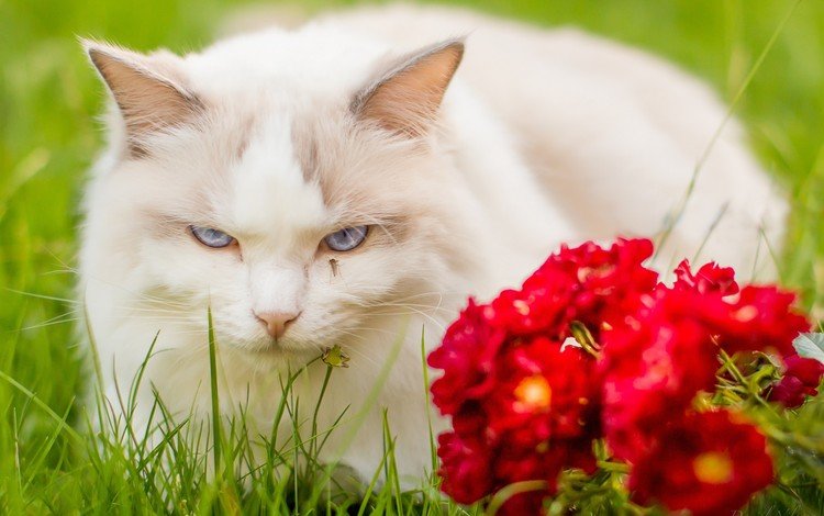 глаза, цветы, мордочка, кошка, взгляд, eyes, flowers, muzzle, cat, look