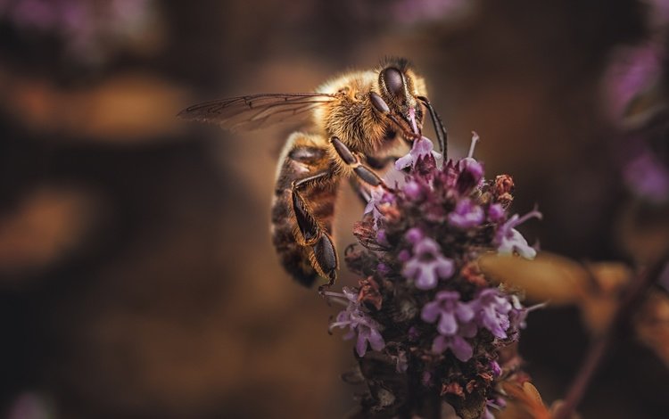 цветы, макро, насекомое, фон, лаванда, пчела, flowers, macro, insect, background, lavender, bee