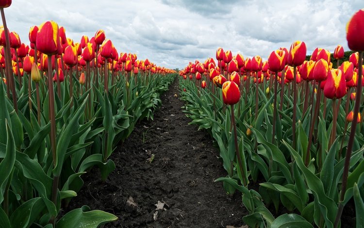 небо, цветы, облака, бутоны, поле, весна, тюльпаны, the sky, flowers, clouds, buds, field, spring, tulips