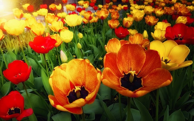 цветы, природа, бутоны, лепестки, весна, тюльпаны, flowers, nature, buds, petals, spring, tulips