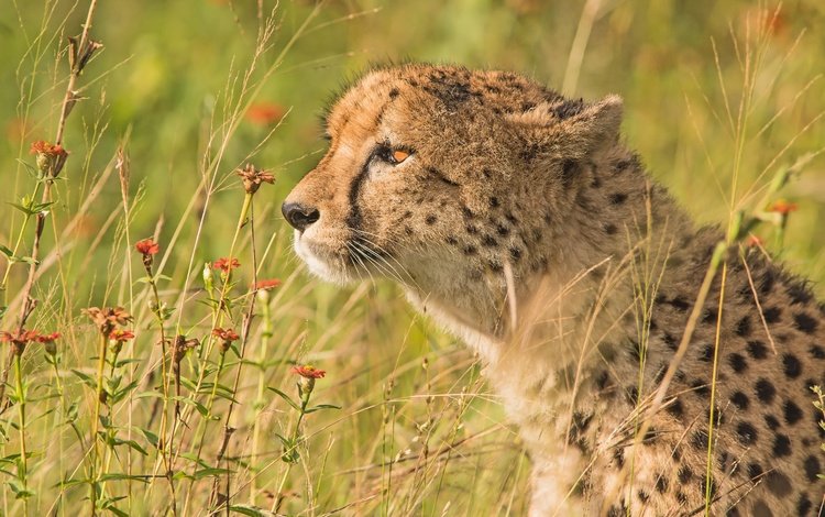 цветы, трава, портрет, профиль, гепард, дикая кошка, flowers, grass, portrait, profile, cheetah, wild cat