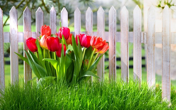 цветы, трава, забор, красные, весна, тюльпаны, flowers, grass, the fence, red, spring, tulips