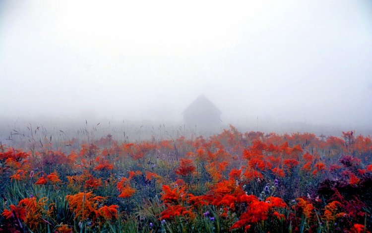 цветы, природа, фон, туман, поле, дом, flowers, nature, background, fog, field, house