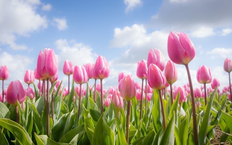 небо, цветы, облака, весна, тюльпаны, розовые, the sky, flowers, clouds, spring, tulips, pink