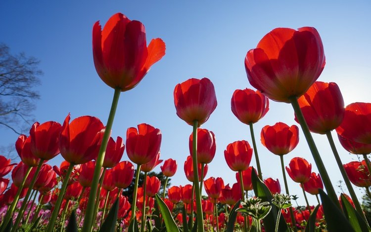 небо, цветы, весна, тюльпаны, the sky, flowers, spring, tulips