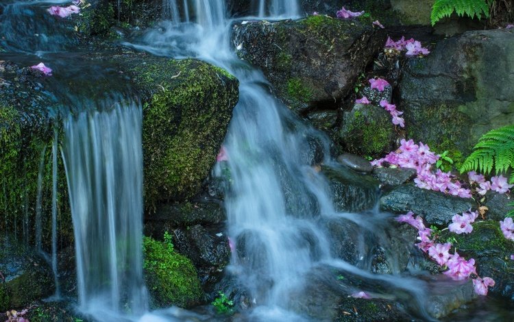цветы, вода, камни, поток, мох, flowers, water, stones, stream, moss