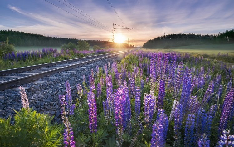 цветы, железная дорога, рельсы, утро, люпины, flowers, railroad, rails, morning, lupins