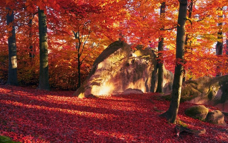деревья, камни, лес, листья, осень, trees, stones, forest, leaves, autumn