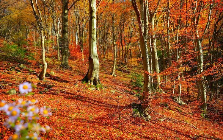деревья, лес, листва, осень, листопад, trees, forest, foliage, autumn, falling leaves