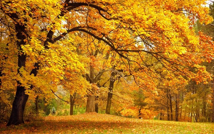 деревья, листья, парк, осень, желтые, trees, leaves, park, autumn, yellow