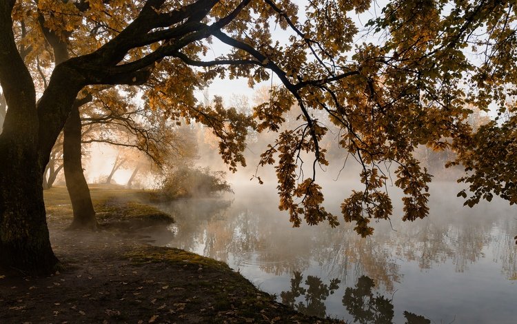 деревья, листья, туман, осень, пруд, тишина, trees, leaves, fog, autumn, pond, silence