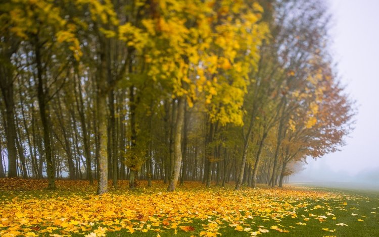 деревья, листья, туман, осень, trees, leaves, fog, autumn