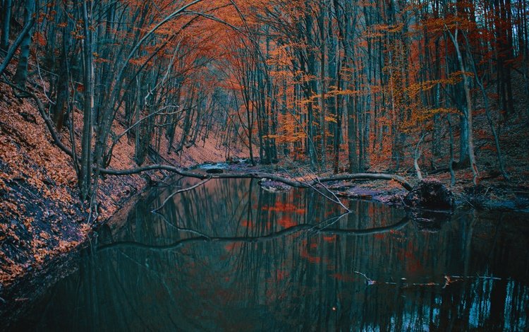 деревья, озеро, лес, отражение, осень, trees, lake, forest, reflection, autumn