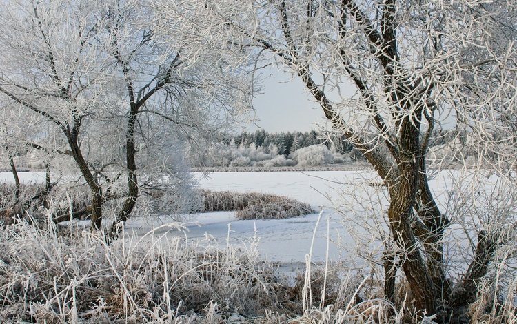 деревья, озеро, снег, зима, мороз, иней, trees, lake, snow, winter, frost