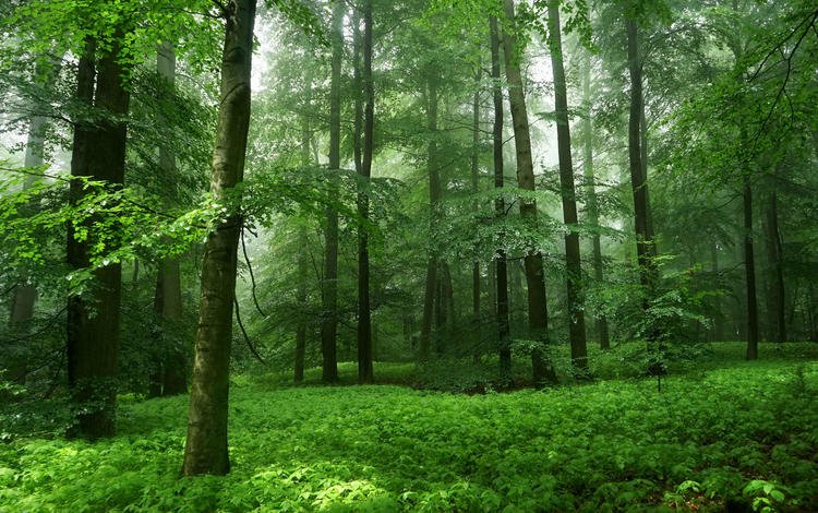 деревья, природа, зелень, лес, листья, trees, nature, greens, forest, leaves